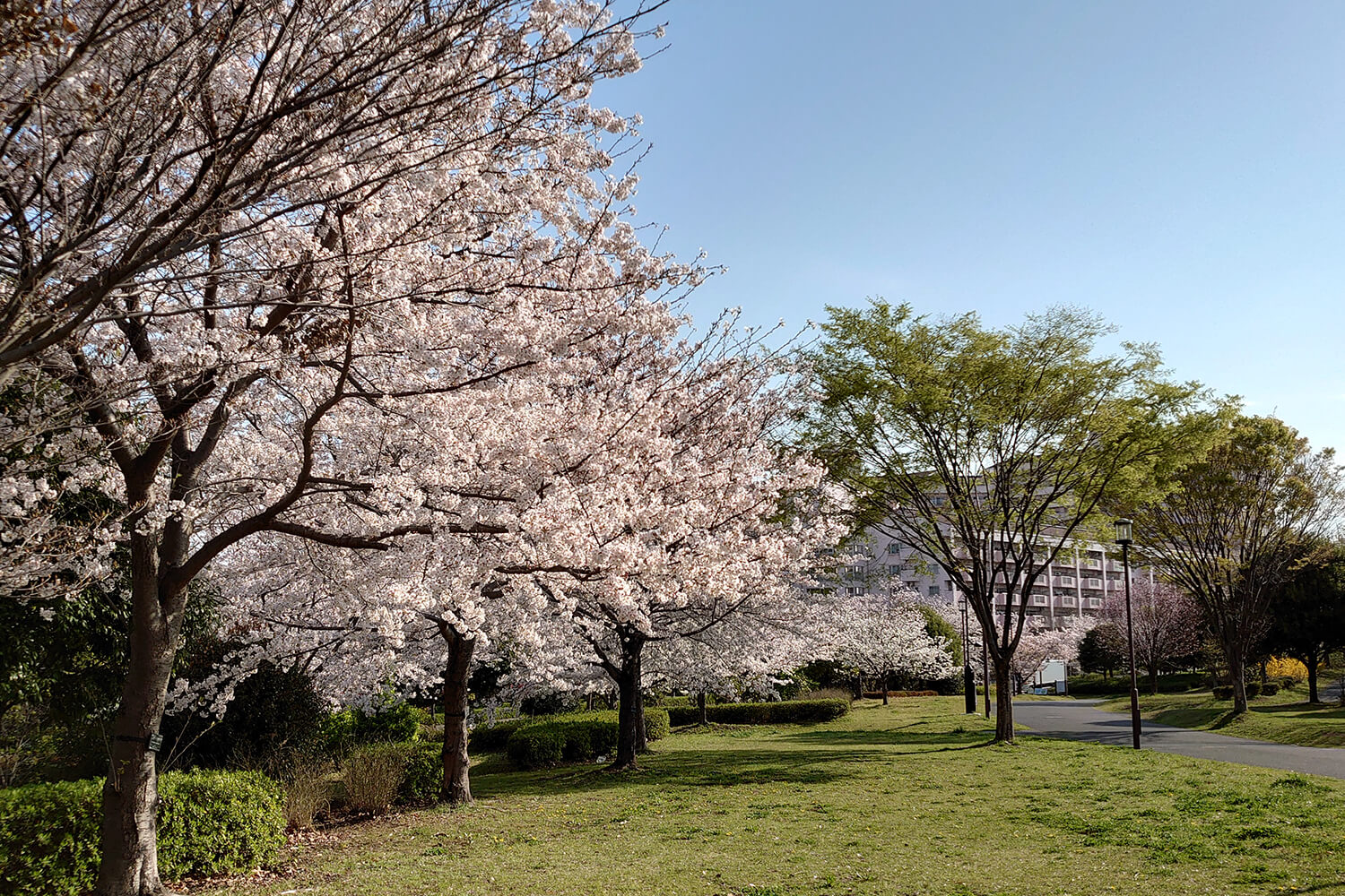 大島のハウスクリーニング1
